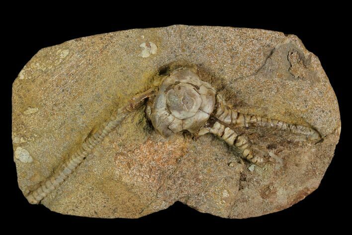 Fossil Crinoid (Jimbacrinus) - Gascoyne Junction, Australia #129400